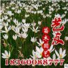 批发宿生植物 葱兰草 金边麦冬草 产地直销 庭院园林工程绿化
