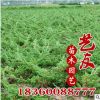 供应铺地柏 地柏苗 自产自销 低价供应 护坡园林工程绿化