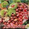 批发 产地直销板栗嫁接树苗 魁栗嫁接树苗 品种齐全 果实大而饱满
