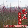 供应5-8-10紫玉兰 园林工程苗木 基地直销 庭院观赏