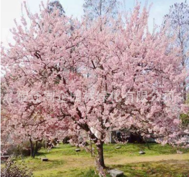 批发 樱花树 樱花苗 规格齐全 风景树种类 绿化树苗