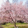 批发 樱花树 樱花苗 规格齐全 风景树种类 绿化树苗