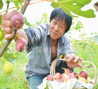 无花果树苗盆栽地栽无花果苗南方北方种植果树苗当年结果无花果苗