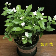 茉莉花盆栽带花苞办公室花卉客厅观花植物好养室内花净化空气芳香