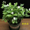 茉莉花盆栽带花苞办公室花卉客厅观花植物好养室内花净化空气芳香