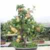 苹果树盆栽带果发货室内四季种植庭院阳台客厅盆栽苹果树当年结果