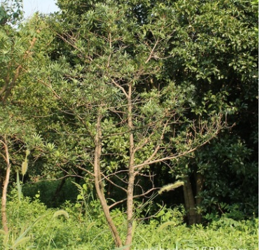 苗地直销罗汉松 实地拍摄 价格面议 园林绿化工程苗木