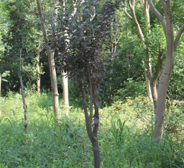 苗地直销紫叶李 实地拍摄 价格面议 园林园林绿化苗木