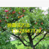 藤木1号苹果树价格 适应能力强 成活率高