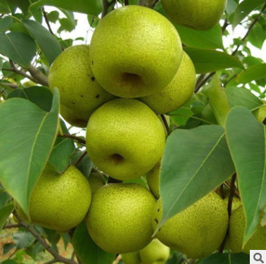 南国 砀山酥梨树苗 现货新品种 全新水果树苗批发