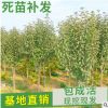 矮化柱状苹果树苗 红富士苹果苗 直供新疆3-5公分苹果树占地用苗