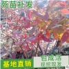 山东平邑黑莓红莓树苗自产自销 品种齐全蓝莓苗木批发