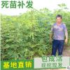 山东地栽波姬红红心无花果苗 庭院种植砂糖青皮无花果苗 专供新疆