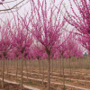 苗圃直销 巨紫荆 景观行道树 规格齐全 园林绿化工程 花色鲜艳