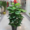 基地直销绿萝盆栽室内吸除甲醛绿植净化空气水培植物花卉吊兰绿箩