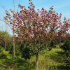 批发日本樱花 工程绿化 高杆樱花树 规格齐全 当年开花