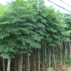 基地工程绿化枫杨树苗 规格全 行道绿化枫杨苗 麻柳 蜈蚣柳