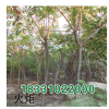河北火炬树价格|河北博森苗木基地