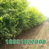 保定矮接金叶榆价格