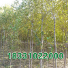 【榆树价苗*好价格,榆树苗基地】