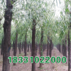河北速生柳价格【保定速生柳基地】