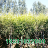 河北金叶榆价格,高接金叶榆基地