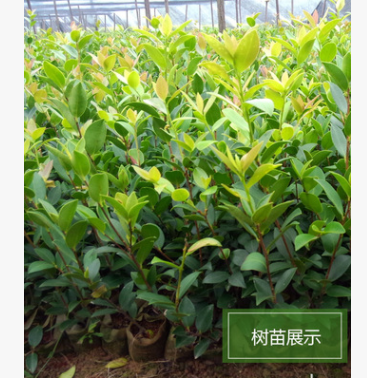 供应优质油茶苗——二年营养杯油茶苗