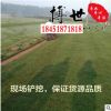 绿化草坪草皮 马尼拉 百慕大草皮四季青草坪种子耐践踏 现铲现装