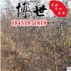 基地直销皂角树 皂角苗 规格齐全 绿化工程苗木 量大从优