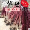 低价批发优质红端木 灌木绿化苗木 丛生红端木苗 行道观赏 规格全