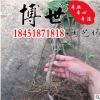 低价批发爬山虎 爬山虎苗 五叶地锦 遮阳降温 藤本植物 庭院别墅