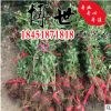 供应绿化工程 红王子锦带苗 锦带苗 锦带花 规格齐全 量大从优