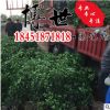低价批发卫矛球 卫矛苗 庭院绿篱植物 规格齐全 优质卫矛床苗