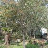 苗地直销独杆独本桂花树 高3.5~4米 价格面议 园林绿化工程苗木