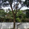 直销全冠合欢树高5M 实地拍摄 价格面议 园林绿化工程苗木