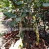 3年苗高1.2米以上正宗澳洲坚果嫁接树苗夏威夷果树苗
