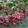 红意大利葡萄树苗 新品种无核无籽 当年结果保证成活 山东泰安