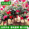 基地供应树状月季大花月季树独杆月季 树桩月季 规格齐全量大优惠