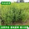 绿化木槿 1-5公分木槿 木槿小苗 木槿树苗 量大优惠
