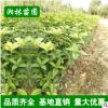 批发桂花月月桂树苗 金桂四季桂小苗庭院观花植物 工程绿化桂花苗