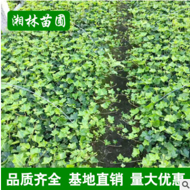 批发常春藤 基地直销 常春藤绿化苗 工程绿化苗 藤本植物