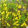 花卉灌木 地被植物 园林绿化苗木 迎春 迎夏 规格齐全 品种齐全