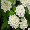 批发绣线菊 灌木金山绣线菊 金焰绣线菊 柳叶绣线菊 工程绿化