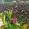 批发红王子锦带 观赏 庭院种植 色块苗 工程绿化 园林绿化苗木