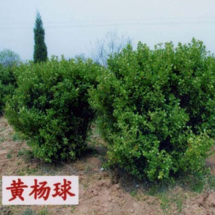 南阳金業苗木种植专业合作社出售黄杨