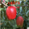 红富士苹果苗 酸甜可口 成活率高的苹果苗规格齐全