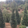 四季常青塔形罗汉松 罗汉松盆景树桩 树形优美15cm罗汉松