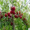 林木种子 优质水果补钙之星种子 钙果种子 欧李种子保质保量