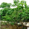 麻风树种子价格 发芽率高 保质保量 林木种子 品种齐全 麻疯树