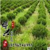 基地批发工程绿化苗龙柏球 龙柏 地被植物绿篱常青苗 规格齐全